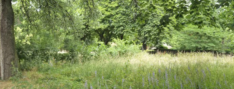 Le Jardin écologique, îlot de nature sauvage au cœur du Jardin des Plantes, rouvert à la visite après 60 ans de&nbsp;fermeture