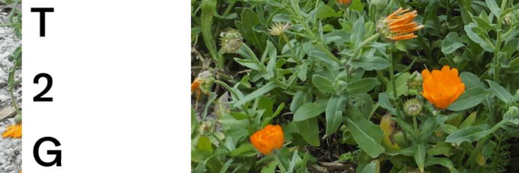 Reels réalisés pour le compte Instagram du&nbsp;T2G